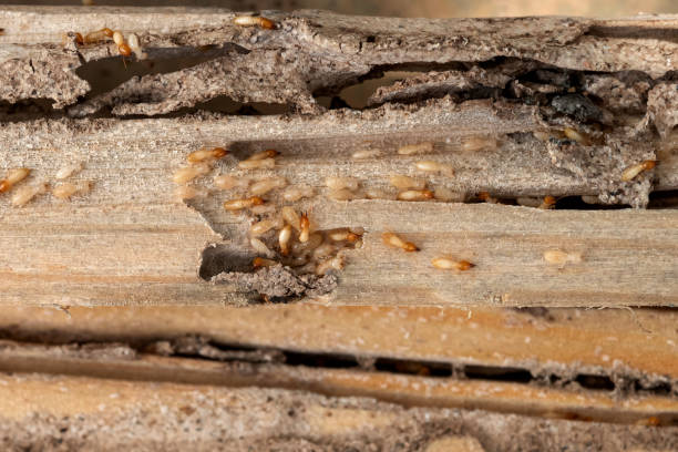Insect Control in Laguna Beach, FL